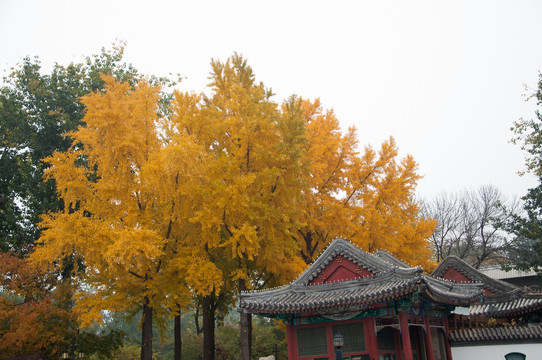 银杏树