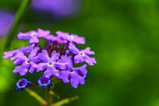 马鞭草