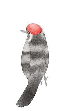 小斑啄木鸟
