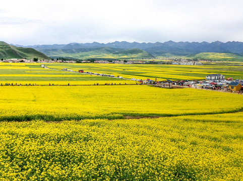 油菜花