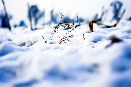 雪地