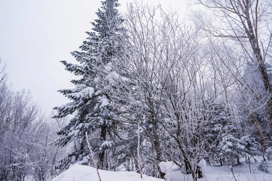 东北雪景