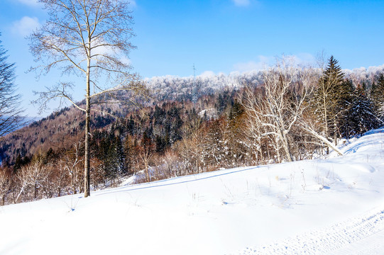 东北雪景