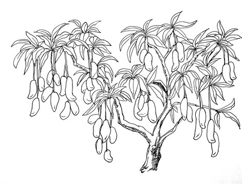 芒果樹
