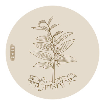 線描對葉黃精