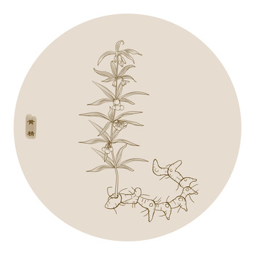 線描雞頭黃精