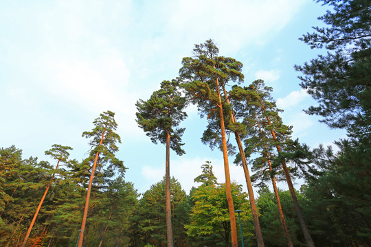 长白山红松林