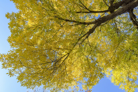 秋天的金黄树叶
