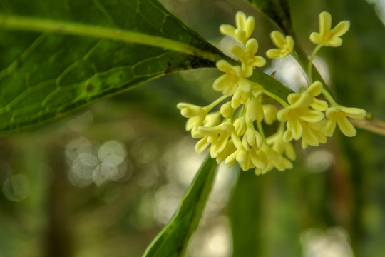 桂花