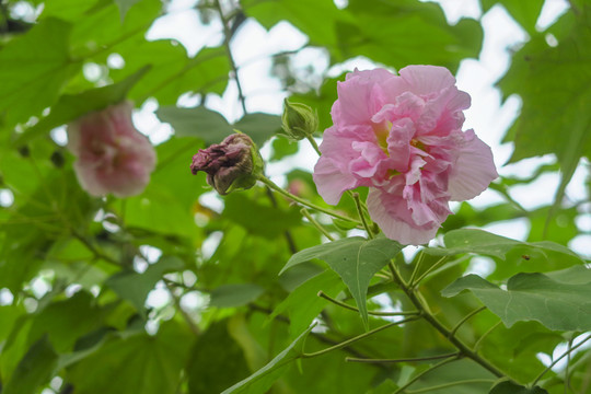 木芙蓉