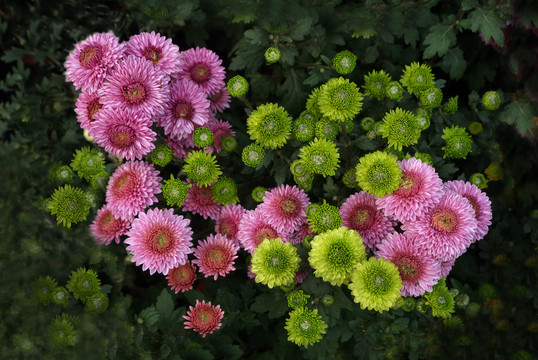 多种颜色的菊花