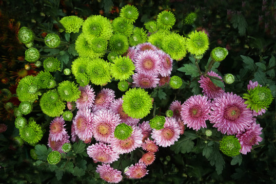 多种颜色的菊花