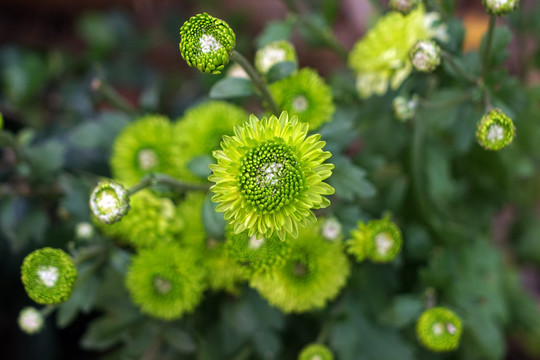 绿菊花