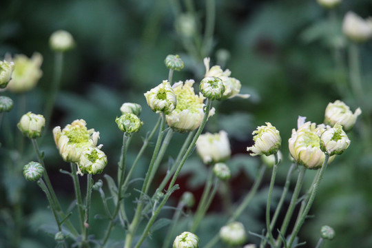 菊花