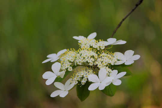 琼花