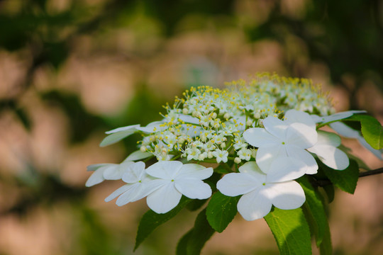 琼花