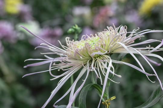 菊花