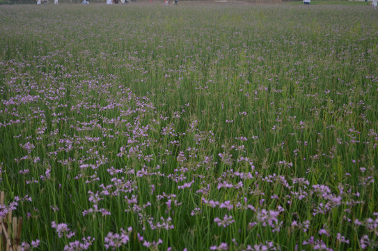 韭菜花花海