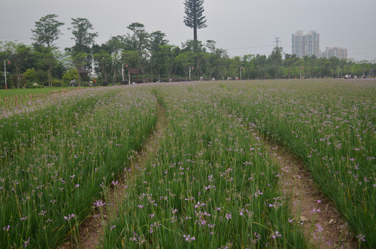 韭菜花花海风景