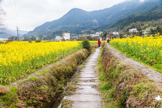 婺源江岭油菜花海