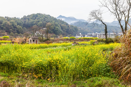 婺源江岭油菜花海