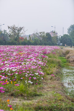 格桑花