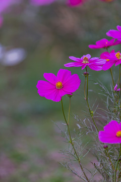 格桑花