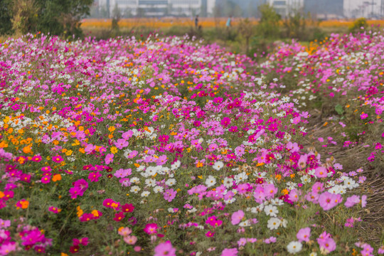 格桑花