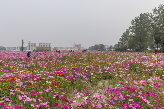 格桑花