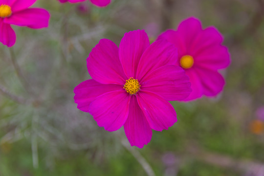 格桑花