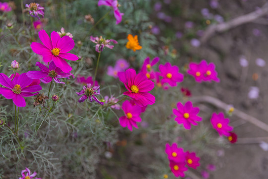 格桑花