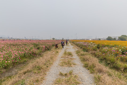 格桑花