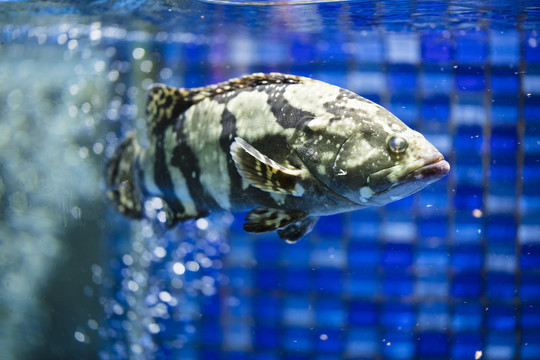 深海龙趸鱼
