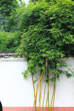 院墙外的竹子