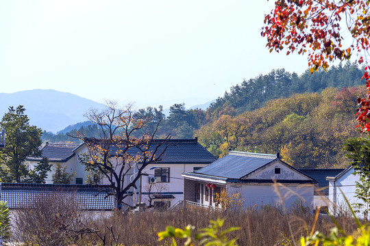 小山村的秋天