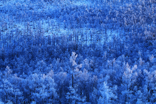 林海雪原雪林雾凇