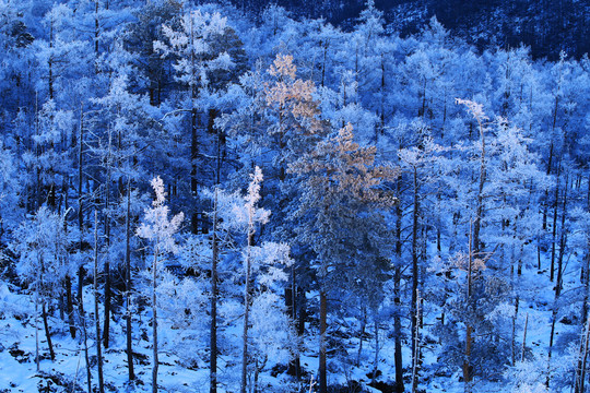 林海雪原雪林雾凇