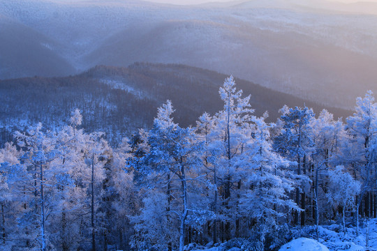 大兴安岭雪林雾凇