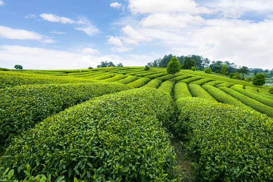 蓝天白云下的茶山