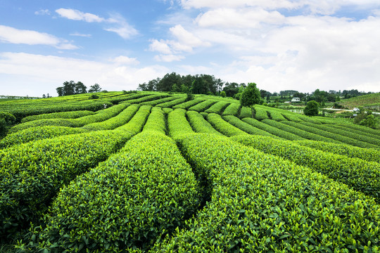 蓝天白云下的茶山