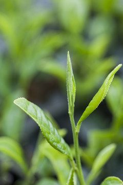 茶园里鲜嫩的茶芽