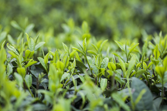 茶园里的茶芽