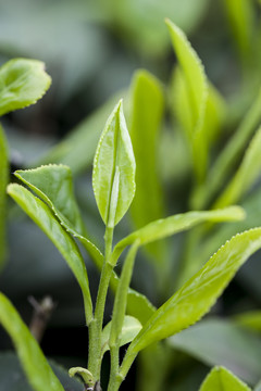 春天里鲜嫩的茶芽