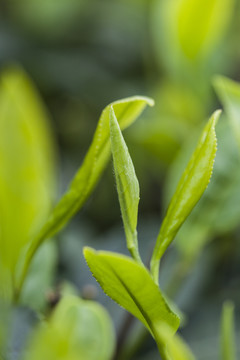 鲜嫩的茶芽