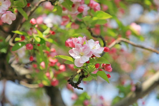 春暖花开