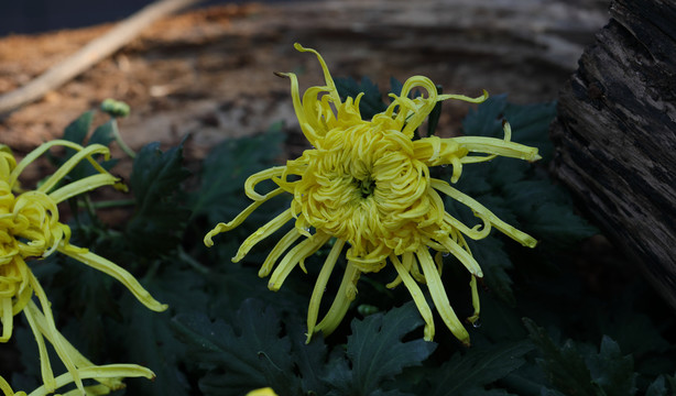 菊花特写