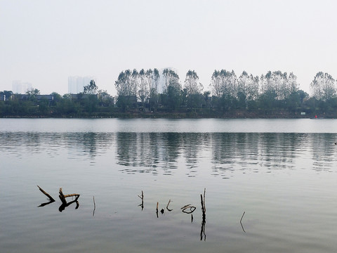 河边枯枝