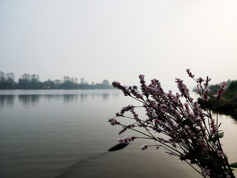 一束野花背景