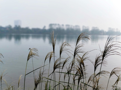 芦苇荡背景