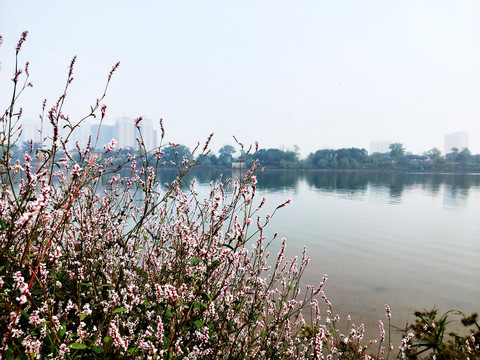 河边的野花